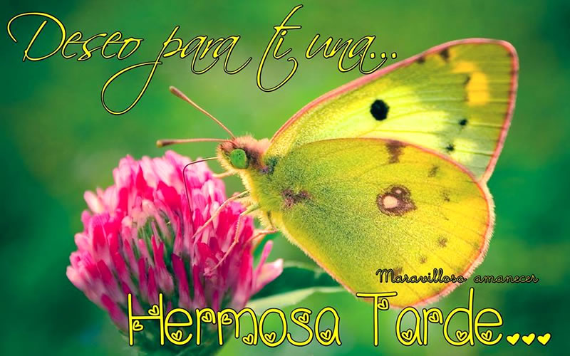 Resultado de imagen para buenas tardes amigos