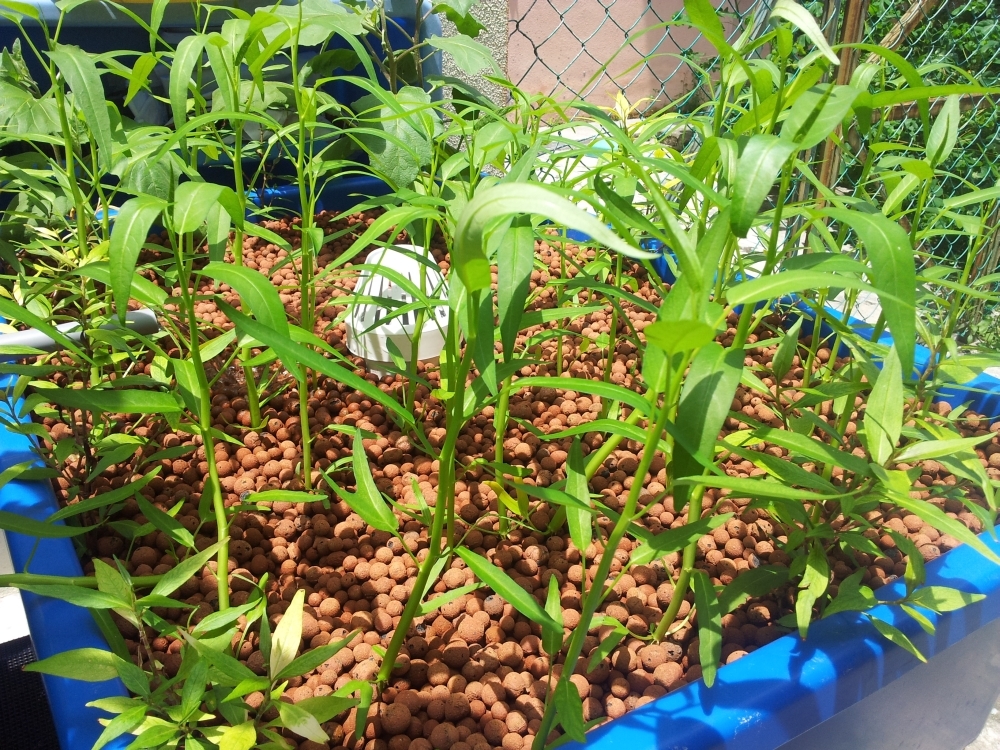 Affnan's Aquaponics Kangkong Water Spinach