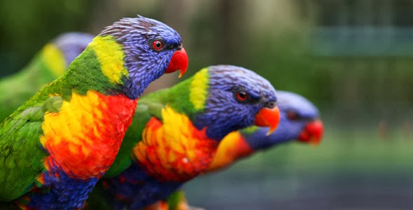 Birds Hd Funny Wallpapers Funny Wallpapers