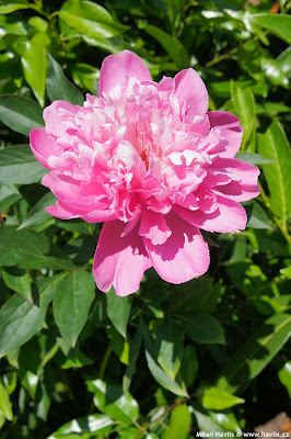 Southern Peony: 2015 Intersectional Peony Seeds 'Lafayette Escadrille