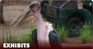 International Vulture Awareness Days.....SAY WHAT? 3 birdsofafrica St. Francis Inn St. Augustine Bed and Breakfast