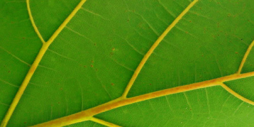 15+ Free Leaf Green Brown Textures Download