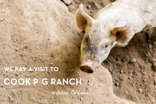 Cook Pigs Ranch