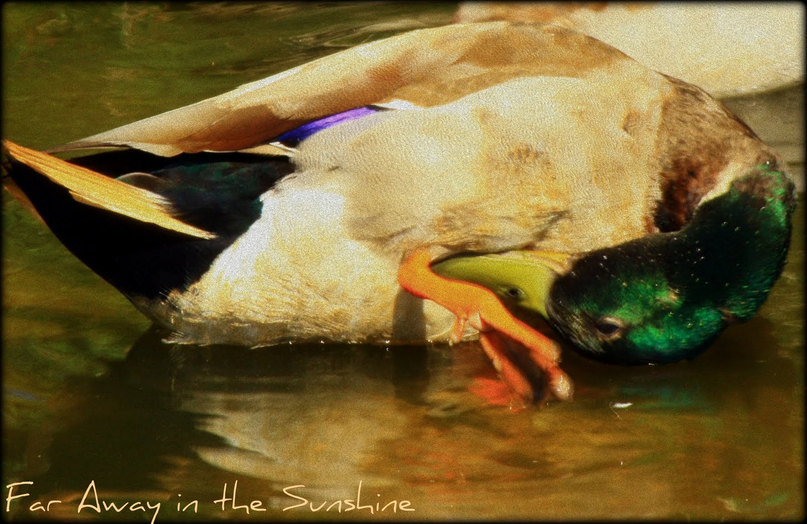 a duck quacking