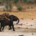 Lions Killing Small Elephant - Amazing Lion - Lion world 