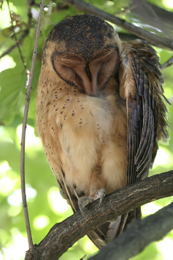 Screech Owls Catalogue Of Organisms