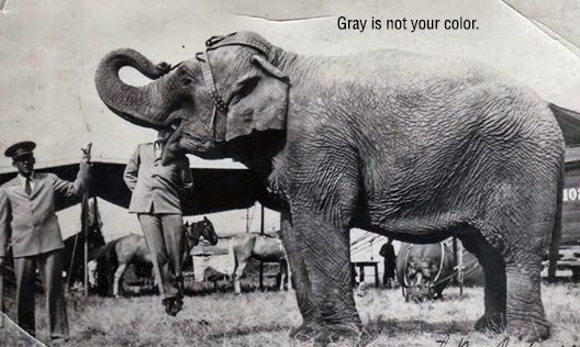 Gray is Not Your Color