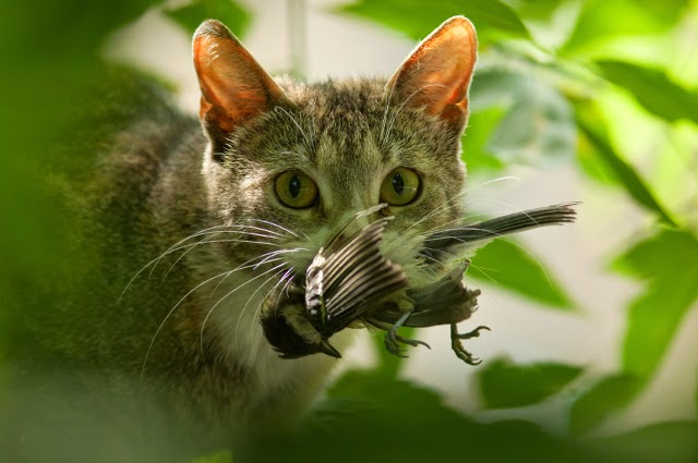 How To Keep Birds From Eating Cat Food How To Keep Birds From Eating Cat Food