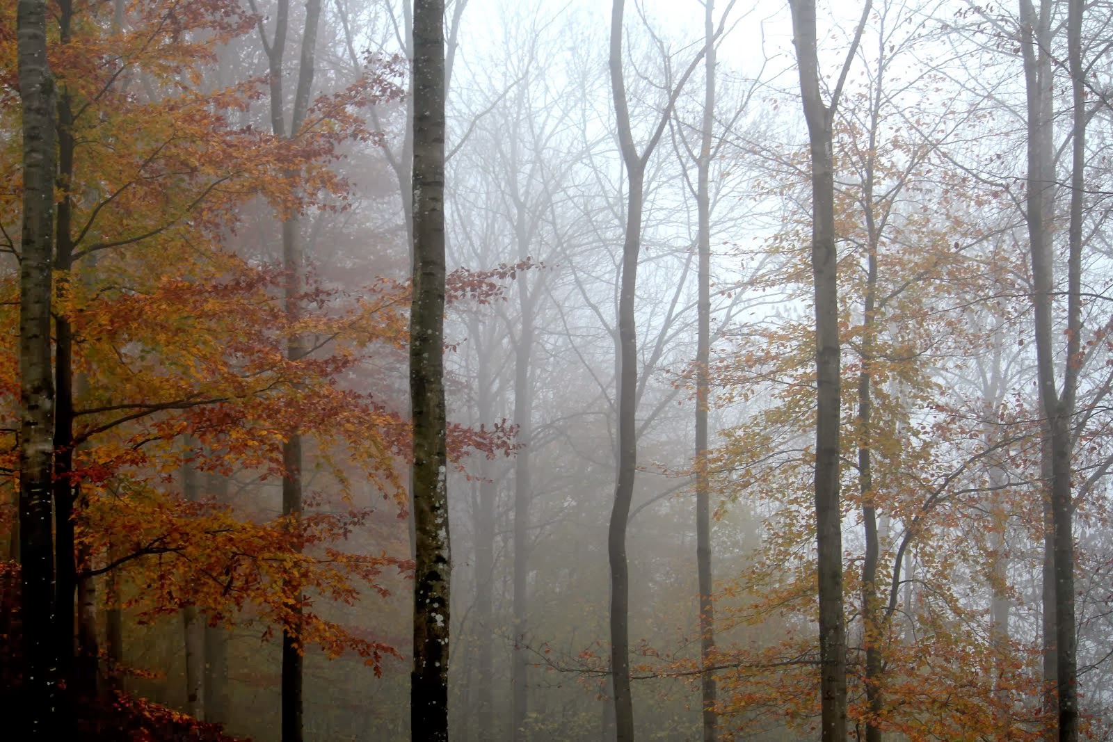 la photo du 16 novembre 2013  (1414)