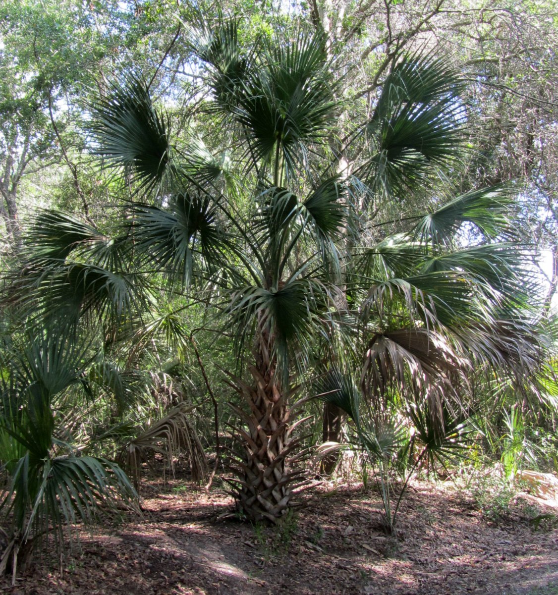 Using Native Plants Plant Explorations Anywhere and Everywhere