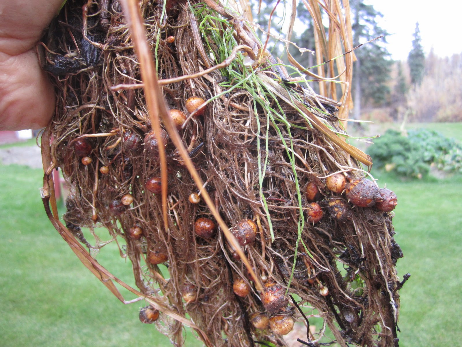 VeggiePharm Arctic Tiger Nut Crop Experiment