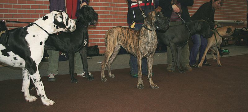 merlequin great danes