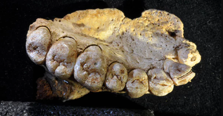 Oldest known human fossil outside Africa discovered in Israel