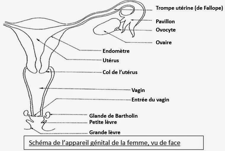 rencontre masculin ou féminin