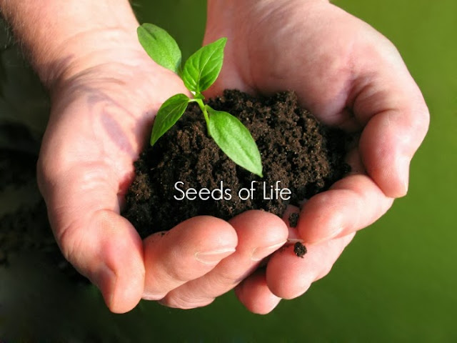 Seeds Of Life