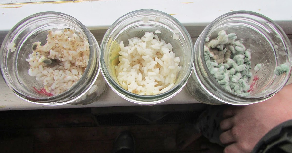 You Leave Me Breadless The Rice Experiment