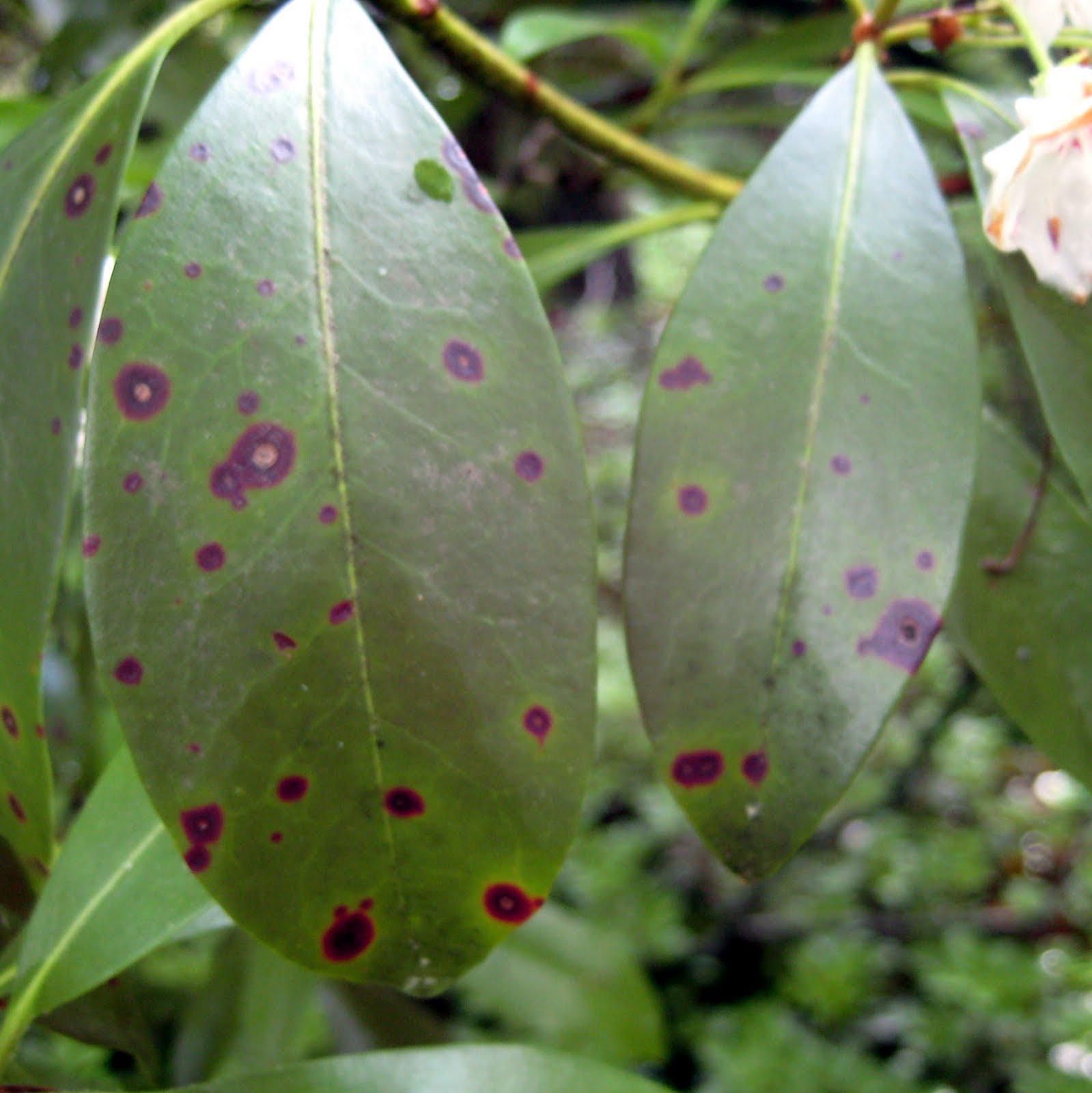 Phyllosticta Leaf Spot