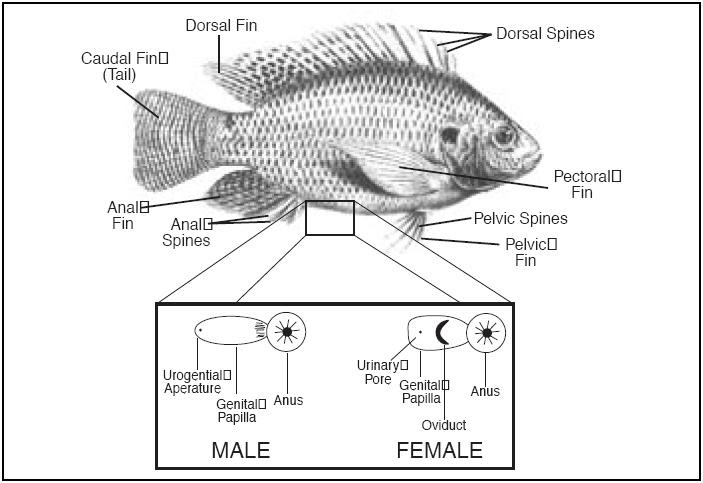The Aquaponics Project: Fish Dissection: Male or Female?