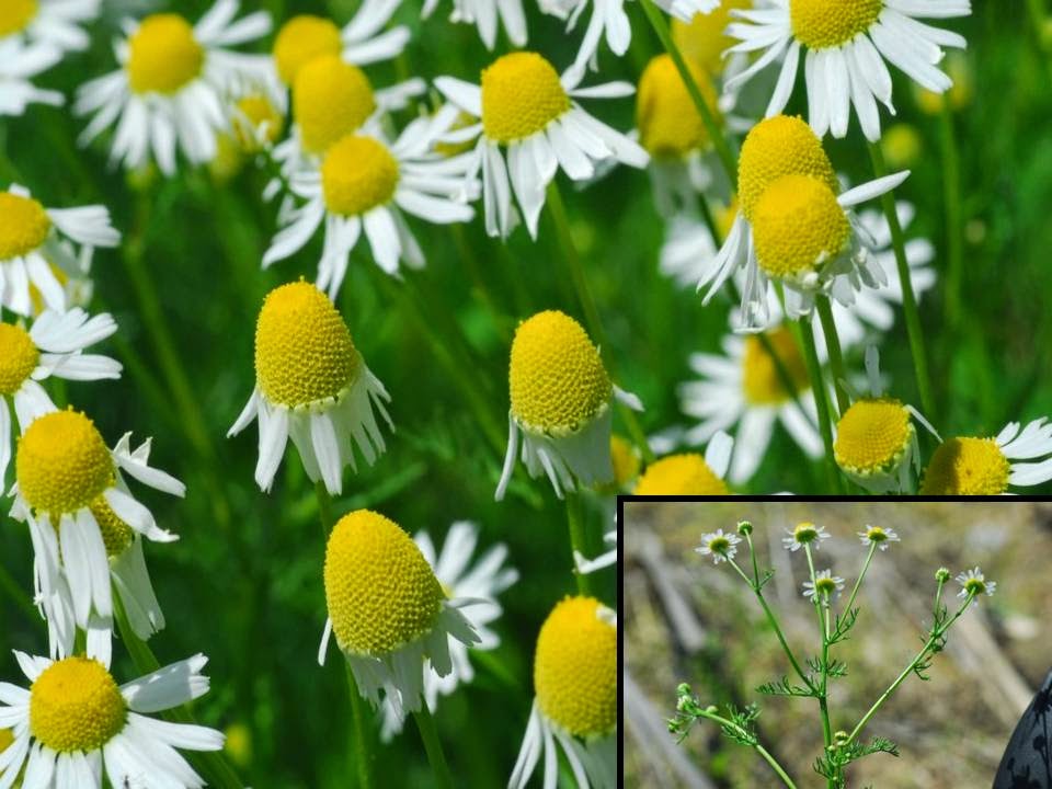 Engenharia das Plantas Medicinais, Aromáticas e Condimentares Engenharia das Plantas Medicinais, Aromáticas e Condimentares