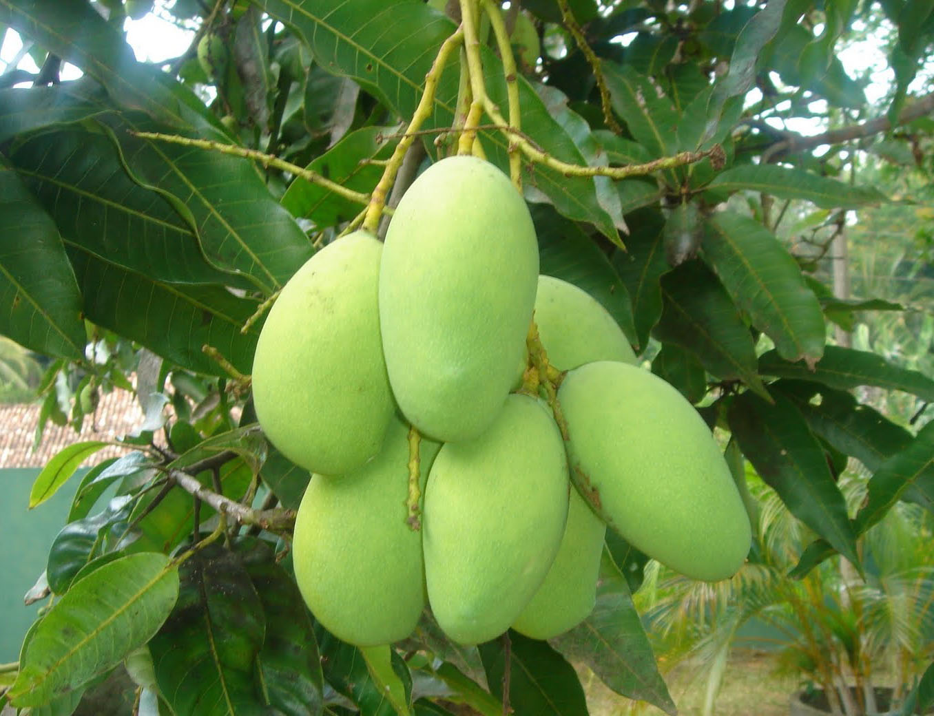 Mozahedul Islam's blog Mango Of My Country Bangladesh