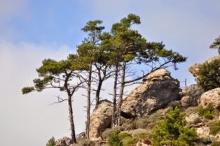 ΠΟΛΙΤΕΣ για την ΚΟΙΝΩΝΙΑ και το ΠΕΡΙΒΑΛΛΟΝ -- ΠΡΟΣΤΑΣΙΑ ΤΟΥ ΠΕΡΙΒΑΛΛΟΝΤΟΣ