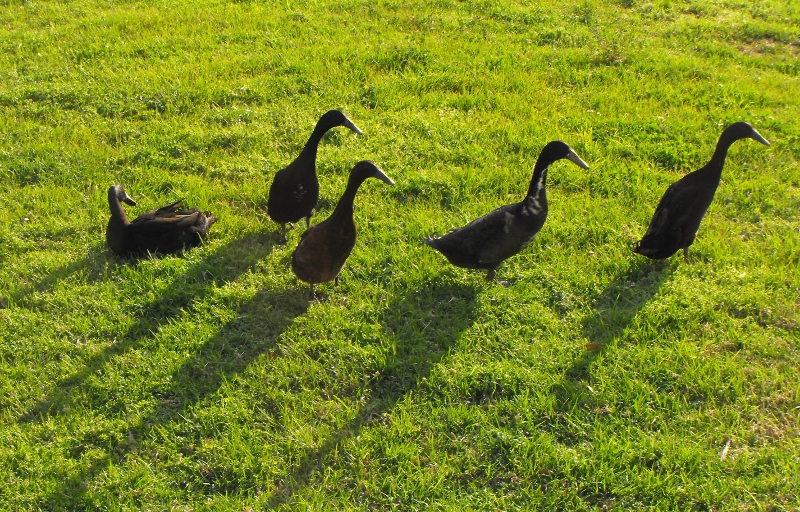 eight acres: getting started with ducks