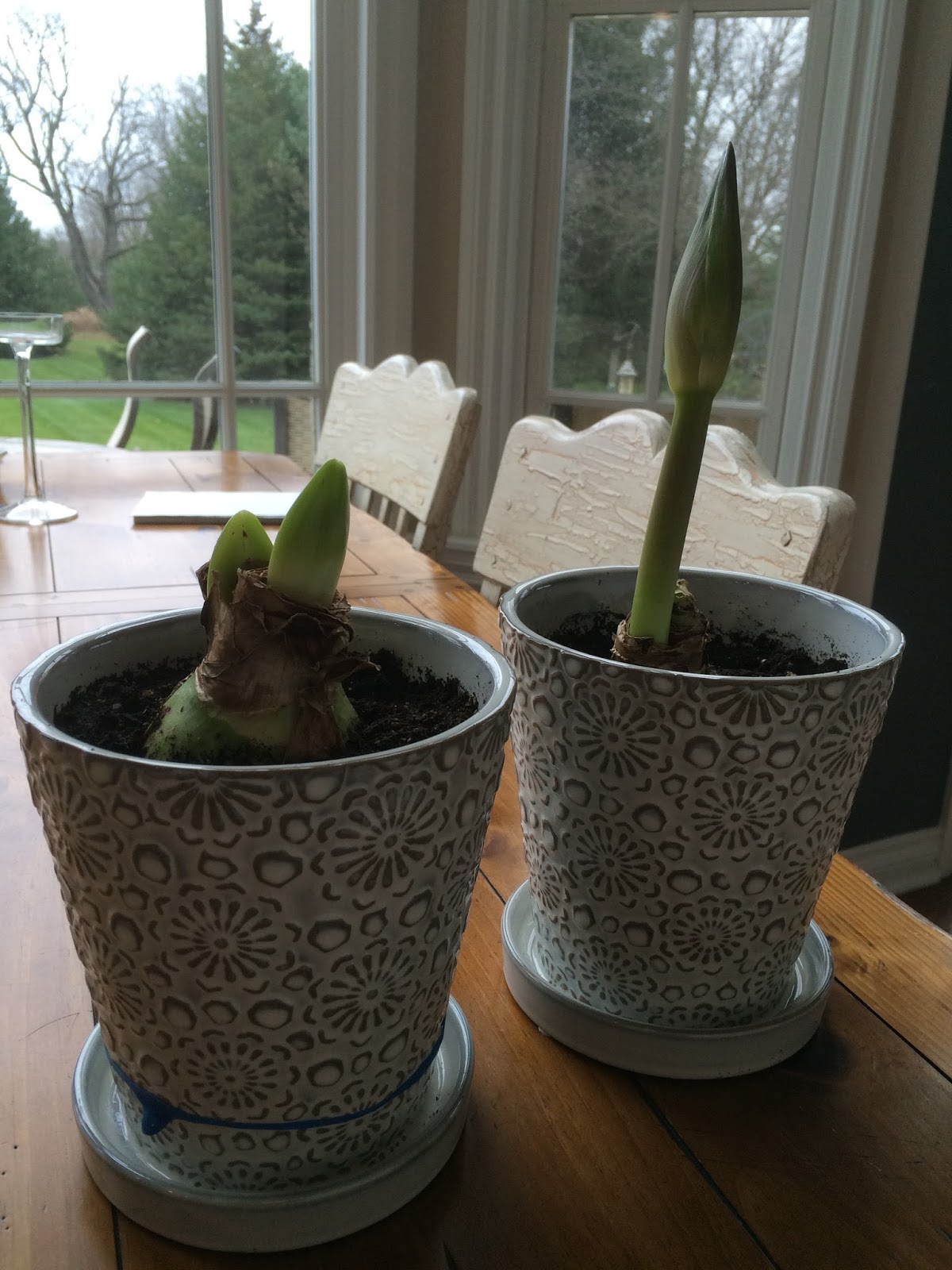 Retired In Ann Arbor Holiday Amaryllis Bulbs At Downtown Home And