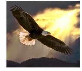 Welcome To Sales Management And Marketing Tips Tentang Burung