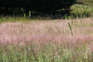 purple grass photo of purple-pinkish grass