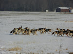 On a hot fox over the snow, last winter