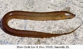 Dunia Binatang Belut Moa