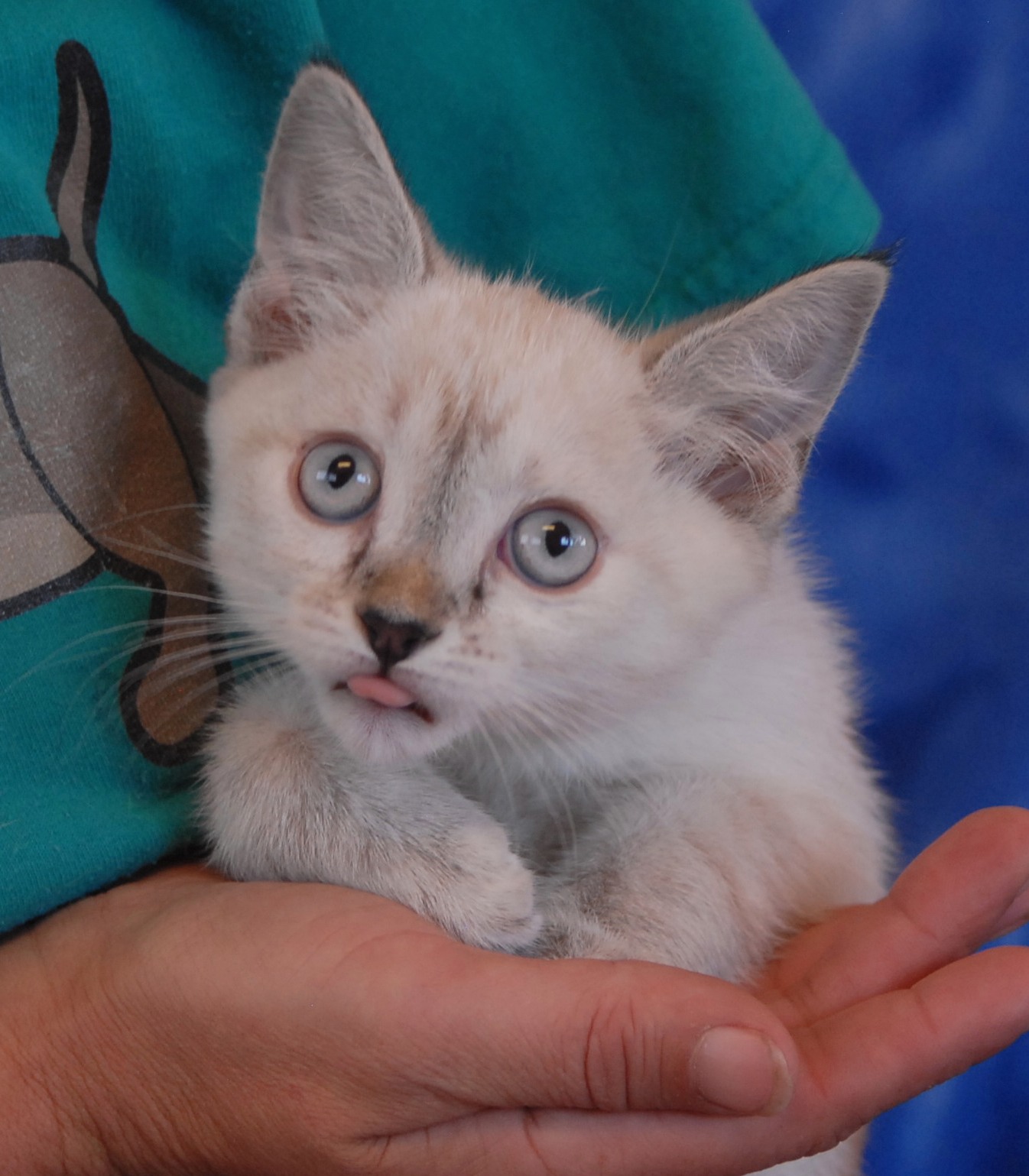 The Windsor Kittens debut for adoption today!