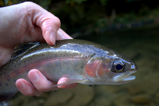 Little River rainbow trout in the Great Smoky Mountains