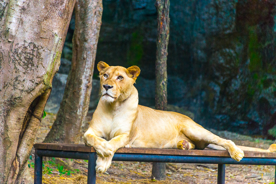 Chiang Mai Zoo. Part Two