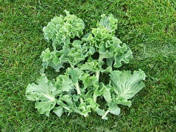 Younger leaves of Portuguese kale