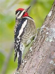 Welcome to the Pitt County Arboretum: WOODPECKER DAMAGE