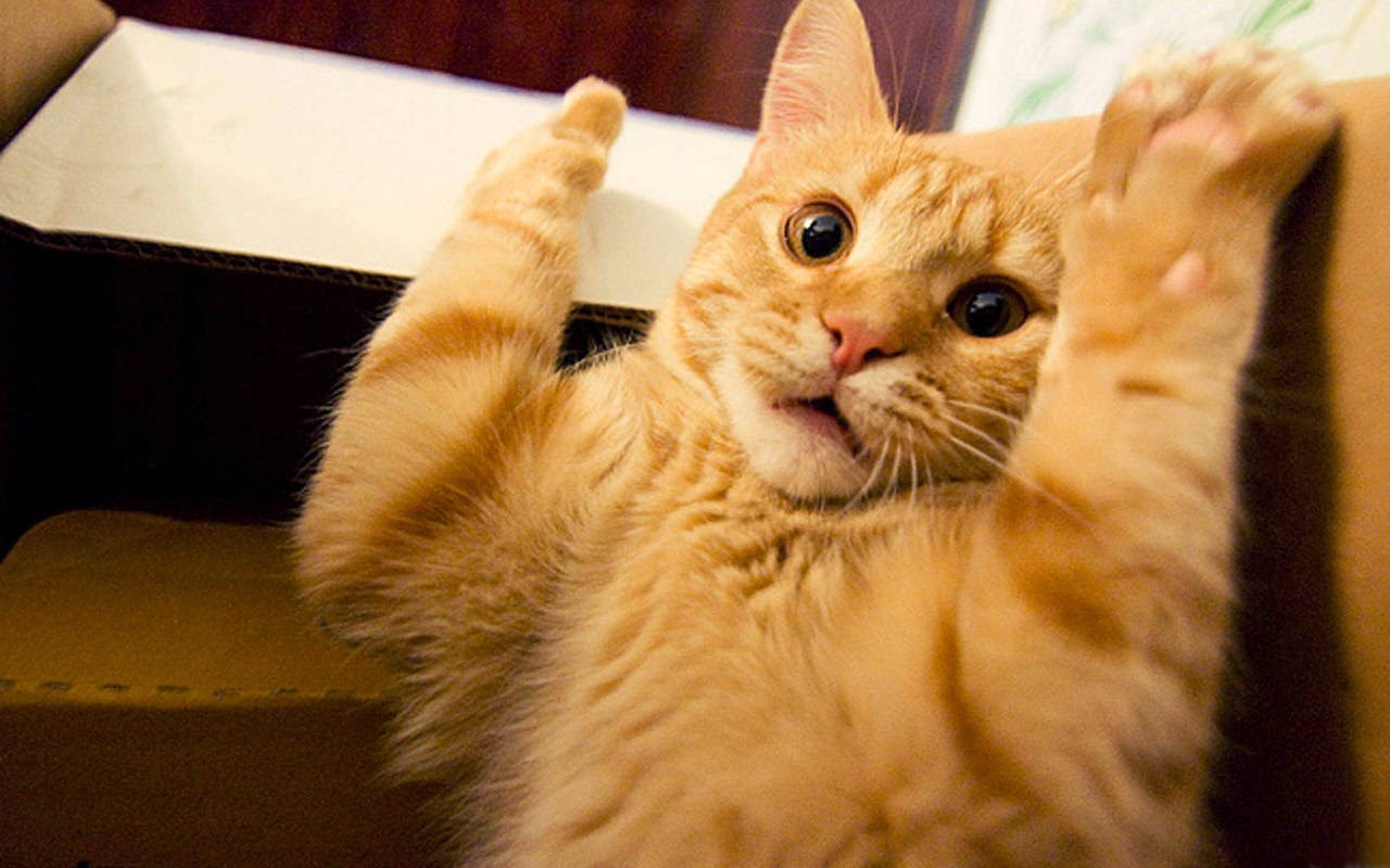 Funny cats - part 95 (40 pics + 10 gifs), cat pictures, cat puts his hands up