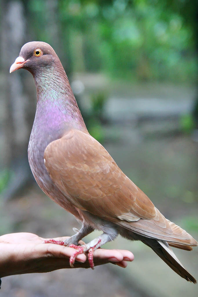 NOMINAL TEAM Merpati Balap BIRD FARM