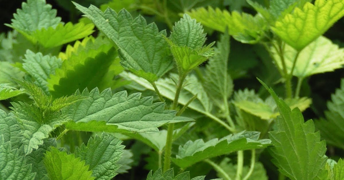 Comment utiliser les feuilles d'ortie ?