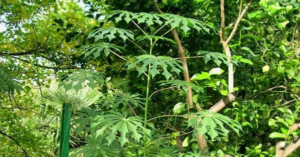 Sangrando en verde Manihot esculenta, la mandioca, tapioca o yuca