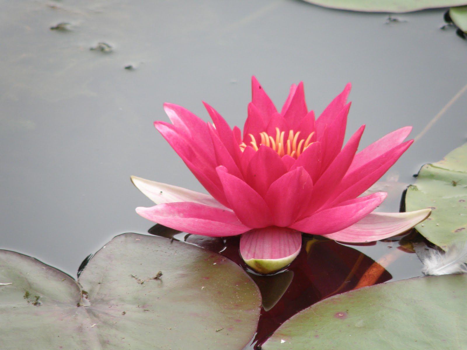 book de leau pour les éléphants