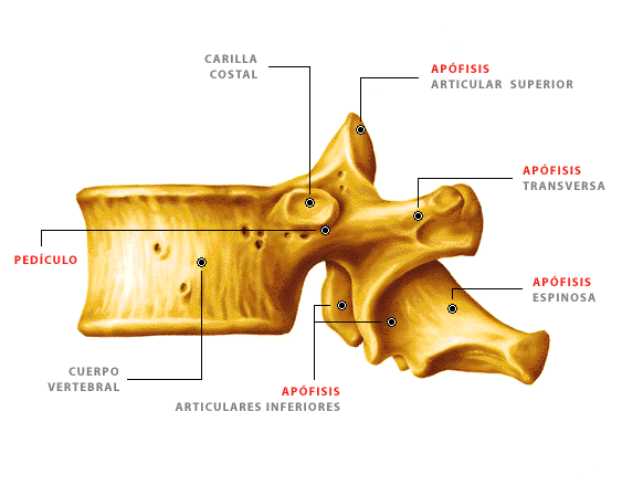 El tiempo de la vida a la osteocondrosis