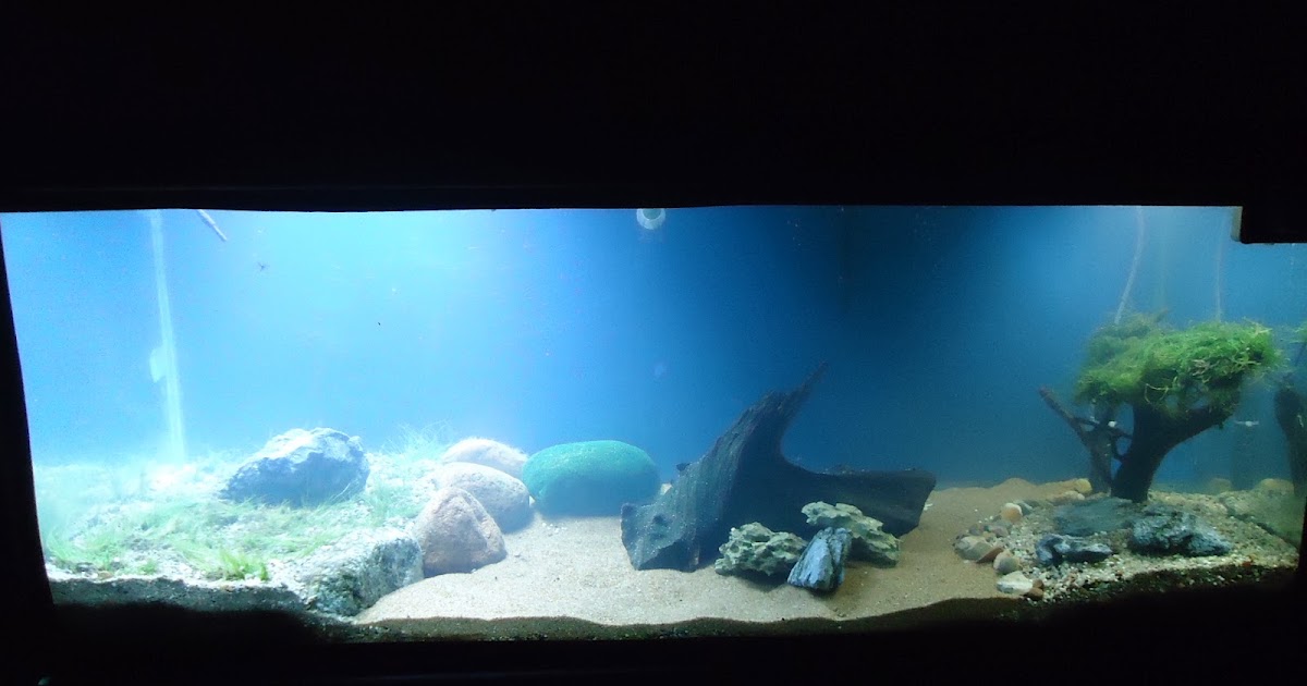 Aquário Plantado Aquário AREA DE LASER Iniciando uma montaem SIMPLES