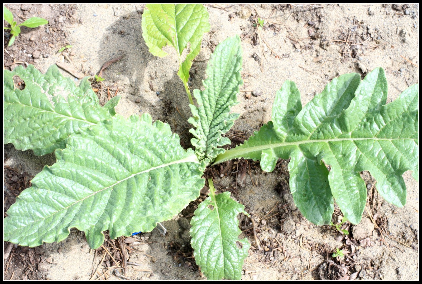 Desperate Gardener Globe Artichokes