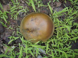 A large poisonous  mushroom