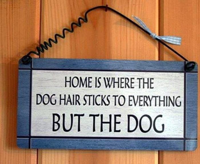 Home is where the dog hair sticks to everything but the dog Joke All