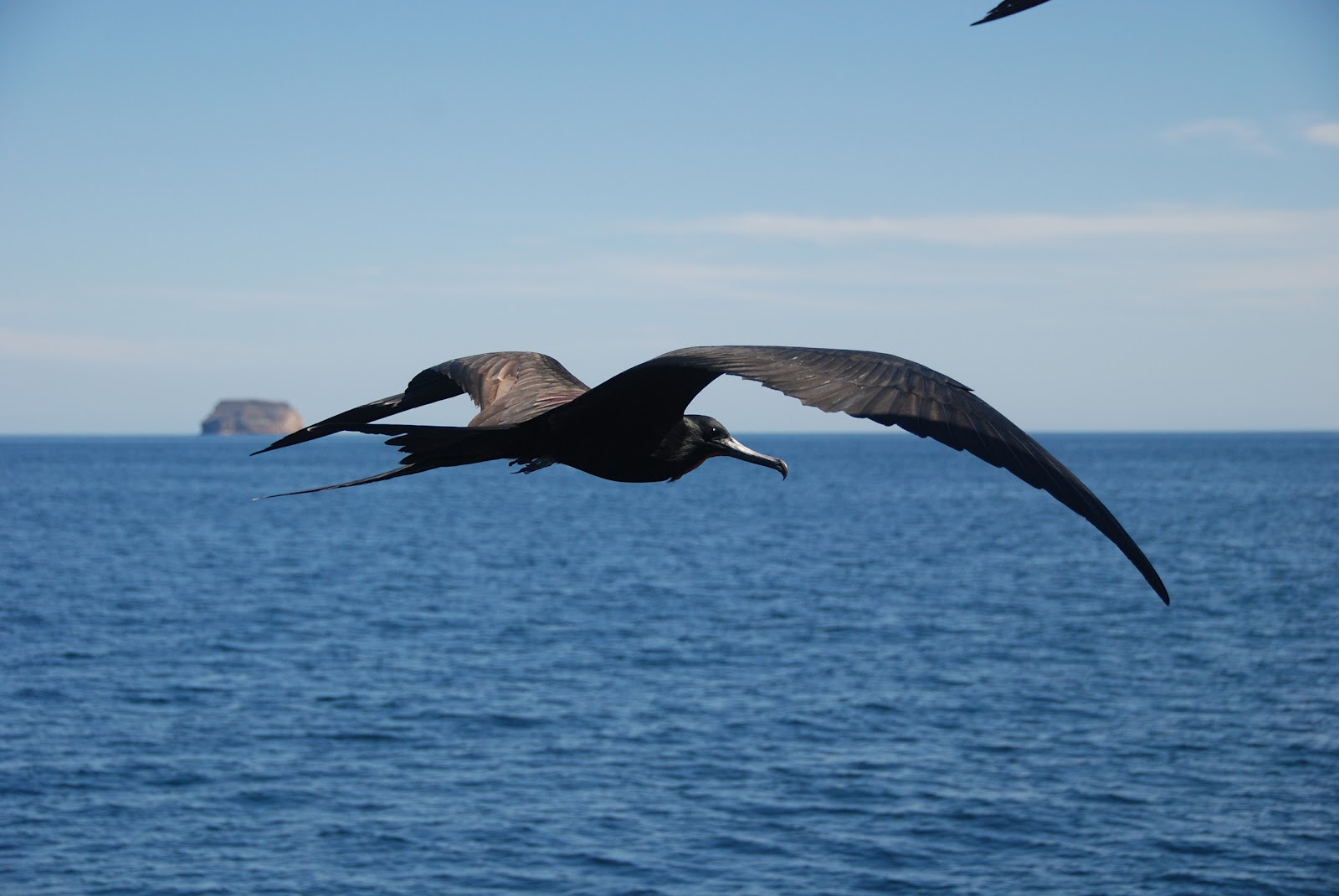 WildLife Frigate Bird ImagesPhotos and Wallpapers 2012