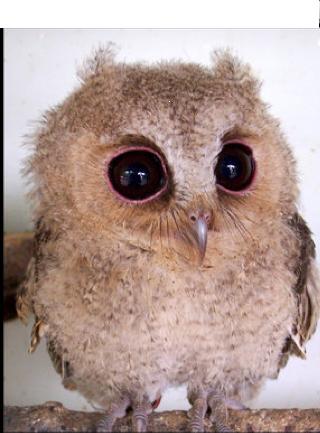 Through The Owl's Eyes: An Owl's Tale