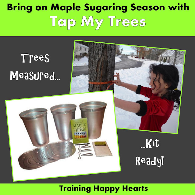 Training Happy Hearts Make Your Own Maple Syrup {A Tap Your Trees Review}
