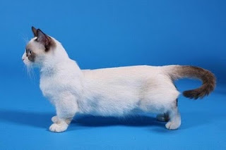 http://2.bp.blogspot.com/-zqX76dgZbSc/ThgR8tuNpxI/AAAAAAAAHlk/9iaZagLSZps/s320/munchkin-cat6.jpg